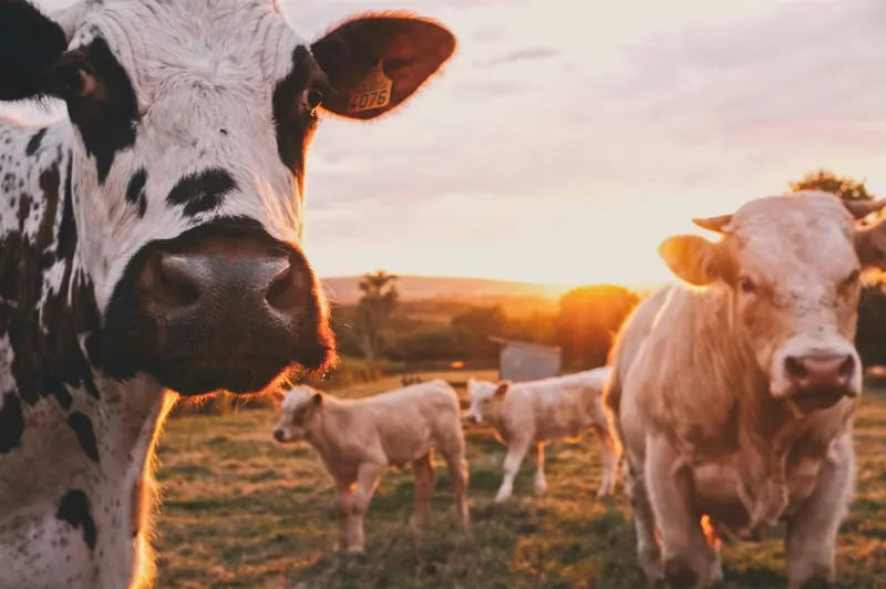 Agriculture & Farming